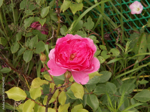 Beautiful pink rose closeup in the garden in summer