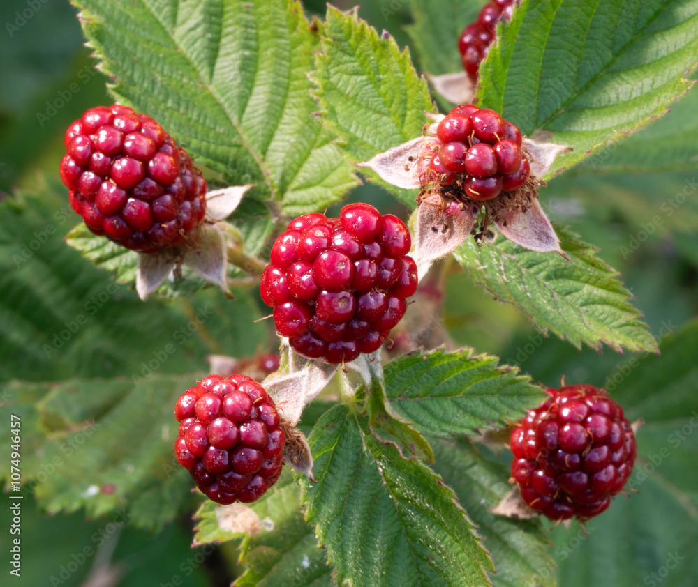 Plump blackberries too red to harvest