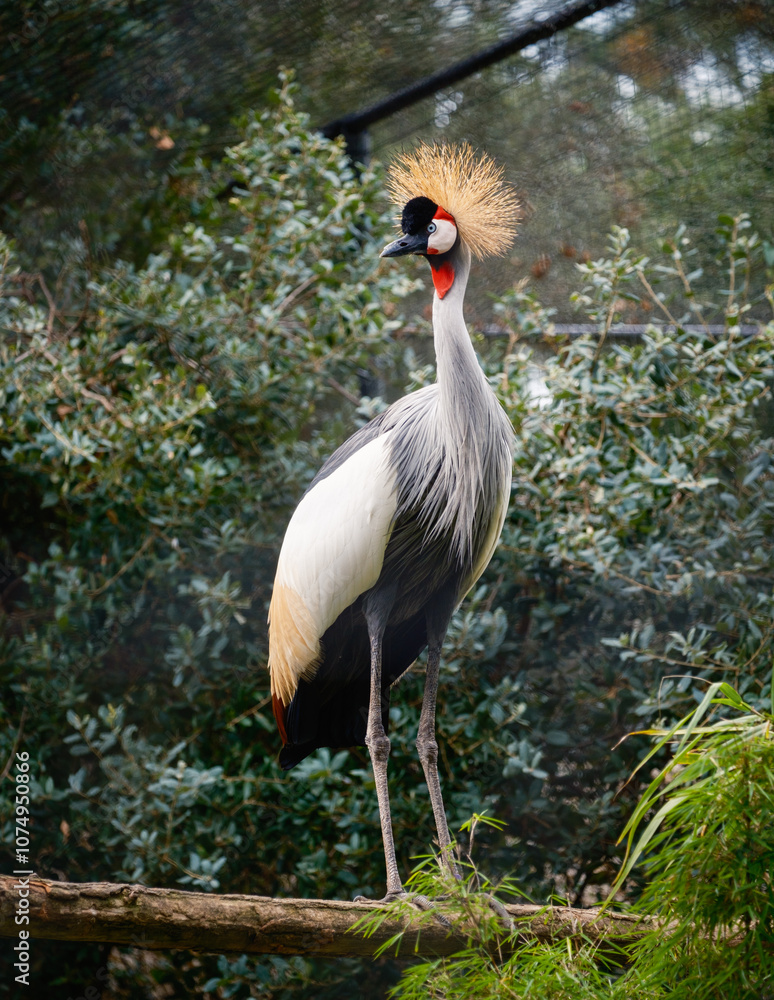 Fototapeta premium Crane in zoo