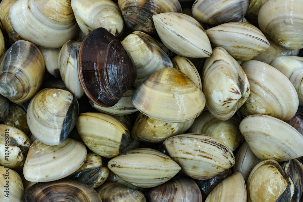 Fresh clams for seafood background Fresh clams for seafood background