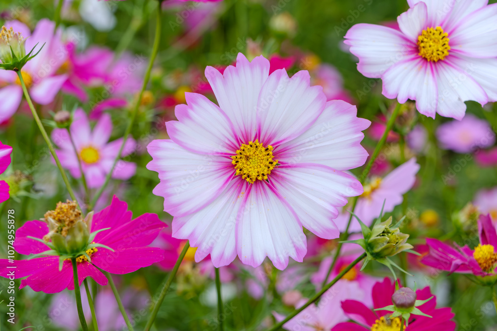 Vibrant Pink and White Cosmos Flower Blooming in Field Vibrant Pink and White Cosmos Flower Blooming in Field