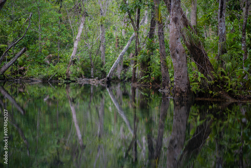 Trees in mangrove forests have branches and fresh water.