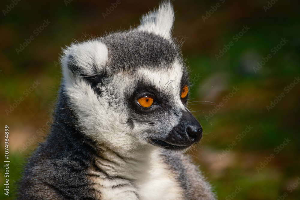 Obraz premium Ring tailed Lemur