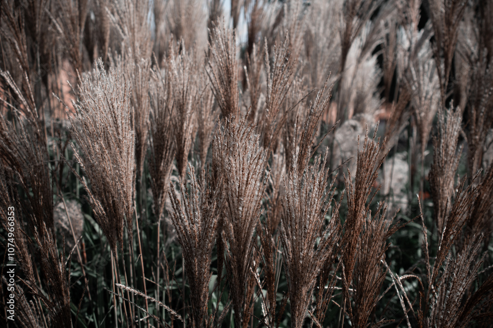 A serene and minimalist image of dry grass in soft, muted tones. The close-up perspective captures the delicate texture and natural patterns of the stalks, evoking a calm and tranquil atmosphere. Perf A serene and minimalist image of dry grass in soft, muted tones. The close-up perspective captures the delicate texture and natural patterns of the stalks, evoking a calm and tranquil atmosphere. Perf