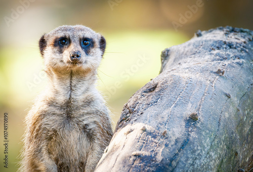 Meerkat in zoo