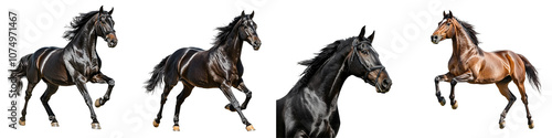 Horse silhouette rearing up bold contrast with fine edge detail isolated on white and transparent background