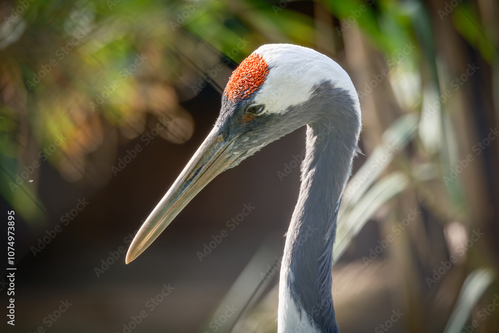 Obraz premium Crane in zoo