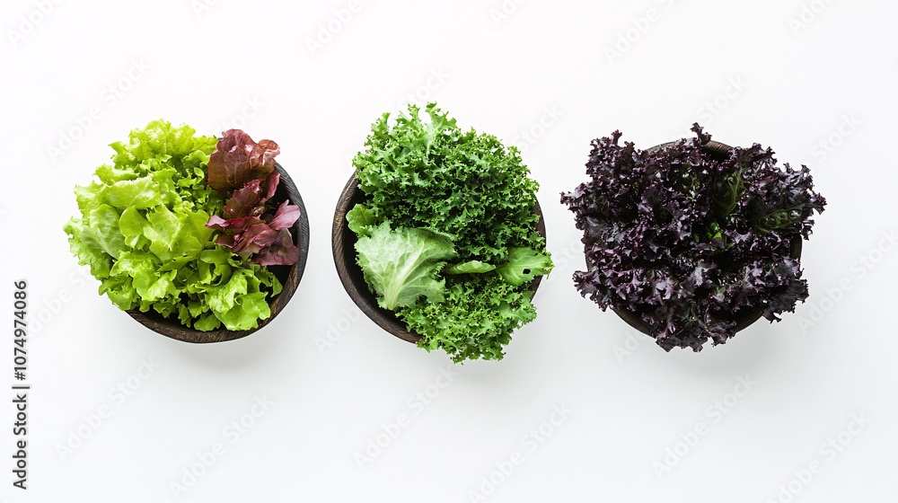 Freshly Harvested Lettuce: A Culinary Symphony of Vibrant Greens and Earthy Browns Freshly Harvested Lettuce: A Culinary Symphony of Vibrant Greens and Earthy Browns
