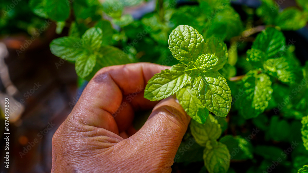Fresh organic pepper mint plant garden herb and males gardeners hand. Fresh organic pepper mint plant garden herb and males gardeners hand.
