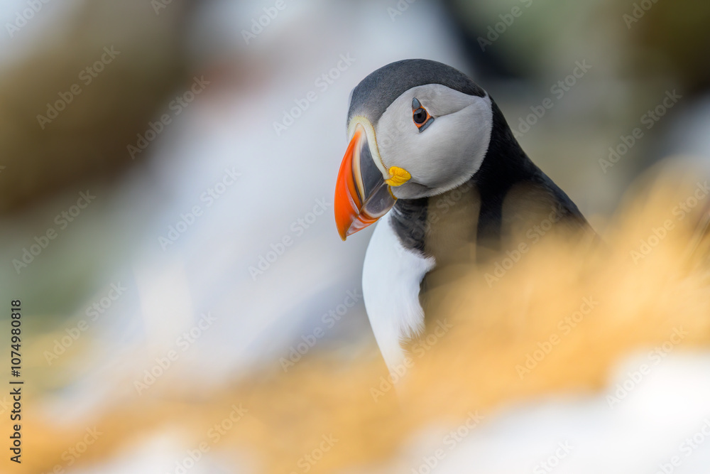 Atlantic puffin (Fratercula arctica) at Hornøya island, Norway