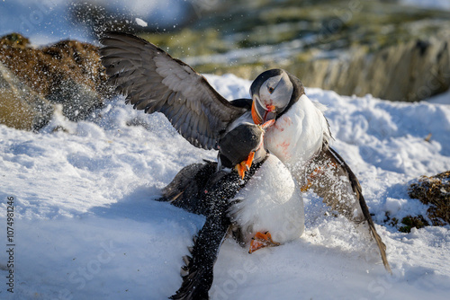 Atlantic puffin (Fratercula arctica) fighting in snow at Hornøya island, Norway photo