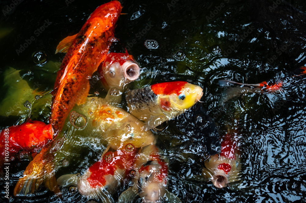 fish CARP fancy or koi in pond, japanese National animal