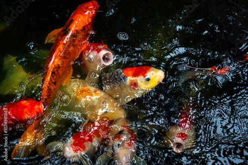 Obraz na płótnie fish CARP fancy or koi in pond, japanese National animal w salonie