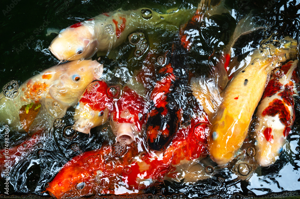 fish CARP fancy or koi in pond, japanese National animal