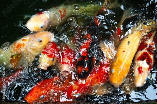 Obraz na płótnie fish CARP fancy or koi in pond, japanese National animal w salonie