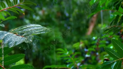 Lush Green Leaves with Raindrops in Tropical Rainforest 4K Stock Footage