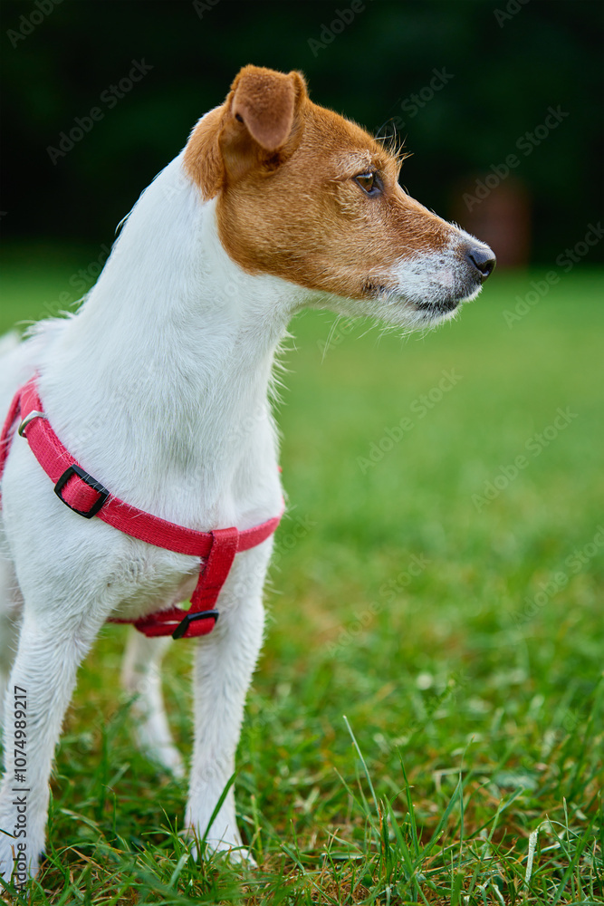 Cute active dog walking at green grass in park with green lawn at summer day. Jack Russell Terrier close up portrait Cute active dog walking at green grass in park with green lawn at summer day. Jack Russell Terrier close up portrait