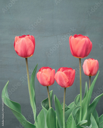 five tulips on a textured background.  photo