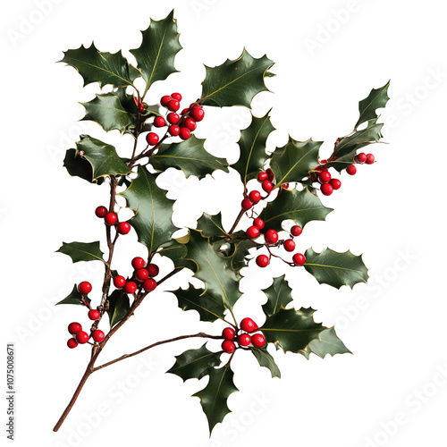 Holly Sprig with Red Berries: A classic festive decoration for the holiday season. The sprig is adorned with lush green leaves and bright red berries, adding a touch of cheer to any setting.  photo