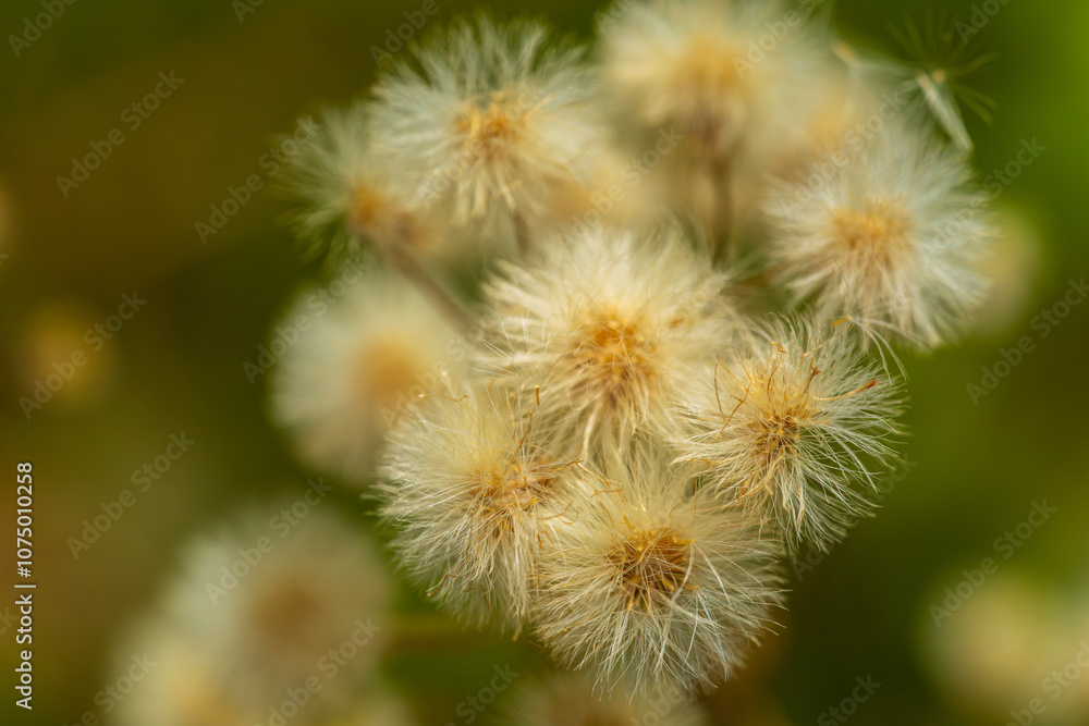 Delicate Dandelion Seed Heads Glow with Ethereal Beauty in Soft Natural Light. Dreamy Macro Photography Captures Fluffy White Seedheads Against Blurred Green Background in Perfect Spring Detail Delicate Dandelion Seed Heads Glow with Ethereal Beauty in Soft Natural Light. Dreamy Macro Photography Captures Fluffy White Seedheads Against Blurred Green Background in Perfect Spring Detail