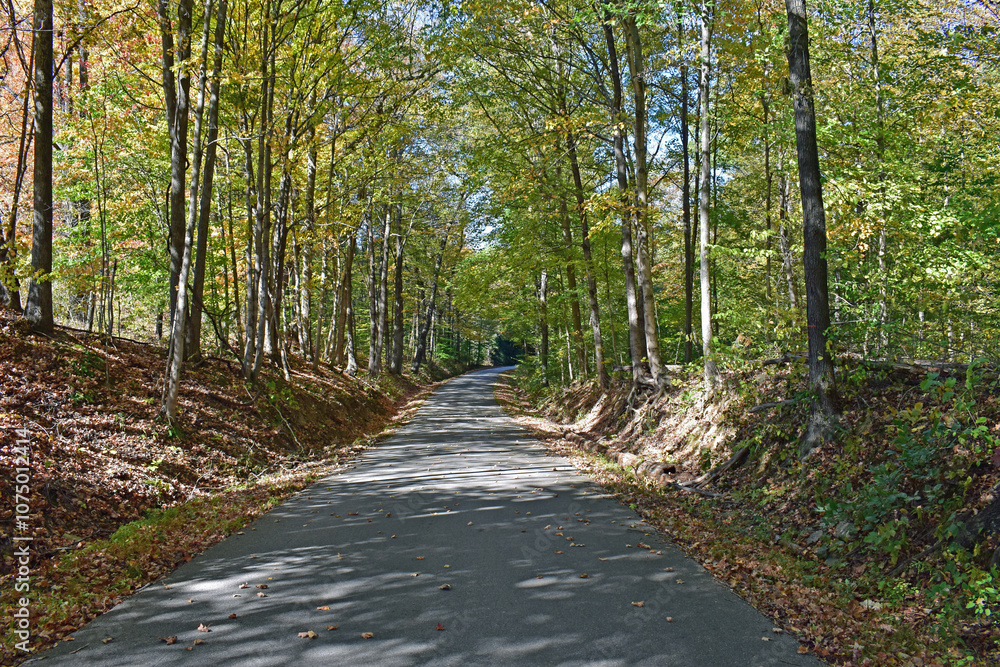 Obraz premium path in the woods