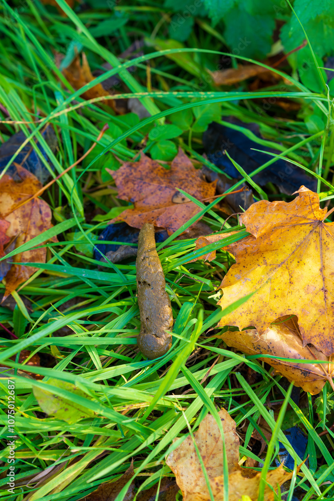 Uncleaned Dog Waste in Green Grass with Autumn Leaves. Environmental Issue of Pet Waste Management in Urban Parks and Yards Uncleaned Dog Waste in Green Grass with Autumn Leaves. Environmental Issue of Pet Waste Management in Urban Parks and Yards