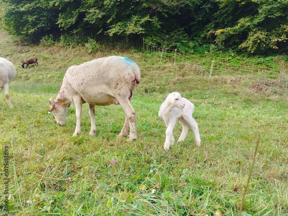 Obraz premium sheeps in the pyrenees mountain nature