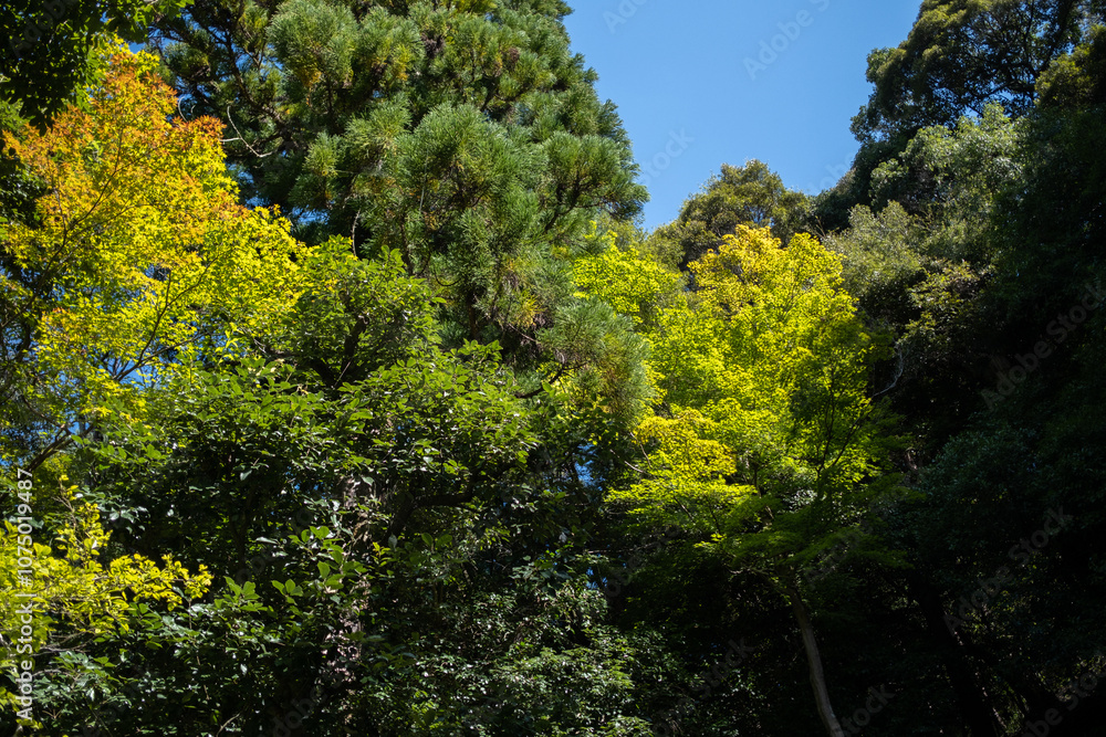 Japanese garden in Ginkakuji Temple, Kyoto, Japan
