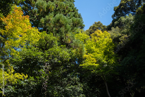 Obraz na płótnie Japanese garden in Ginkakuji Temple, Kyoto, Japan w salonie