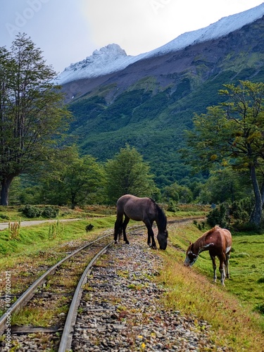 wild horse in the nature in maountains