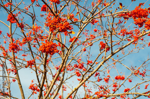 Branch of rowan bush with red berries on blue sky background