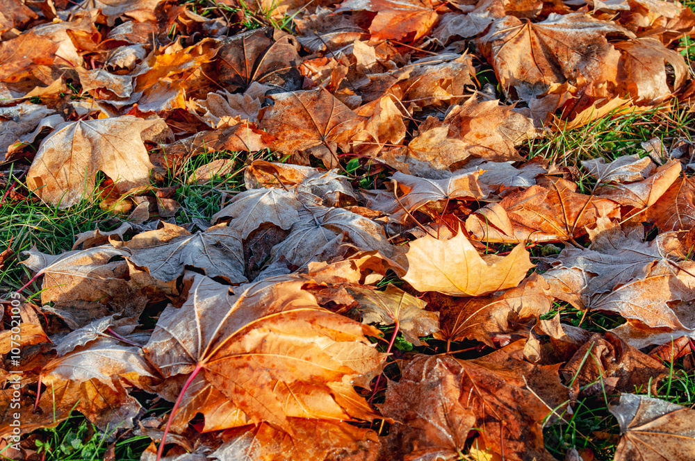 Fallen maple leaves lie on the grass Fallen maple leaves lie on the grass