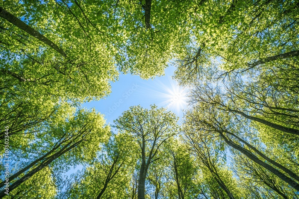 Sunlight shining through green spring forest canopy Sunlight shining through green spring forest canopy