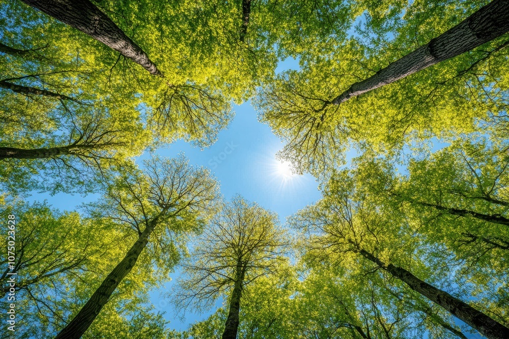 Sunlight shining through canopy of tall trees in spring Sunlight shining through canopy of tall trees in spring