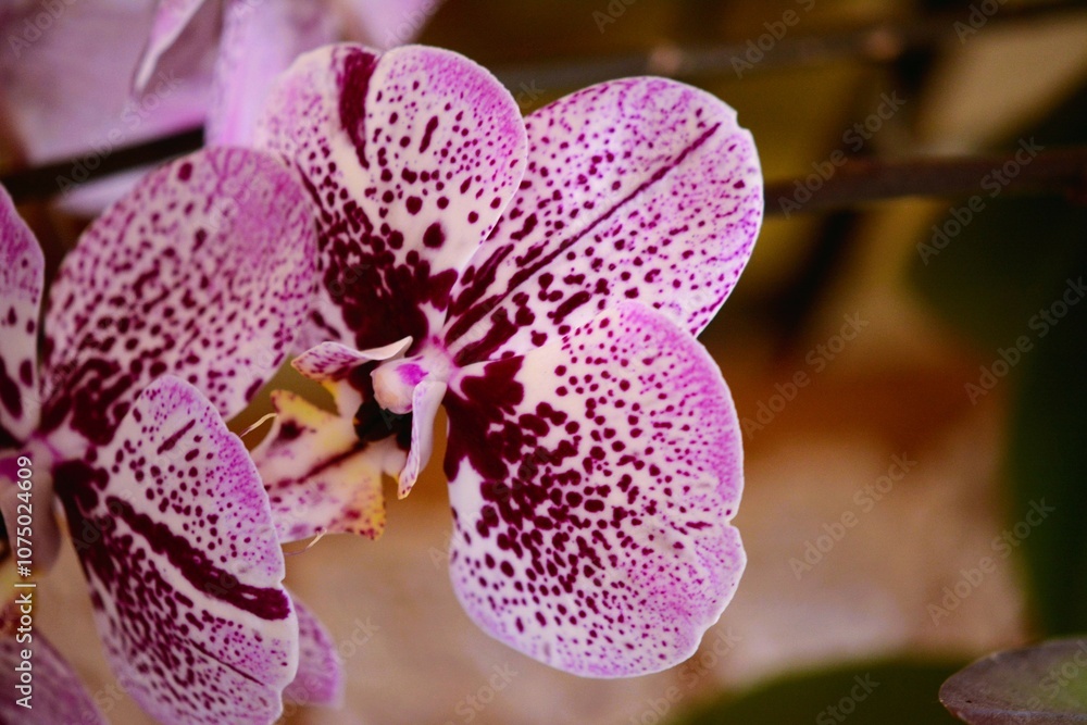 Phalaenopsis Orchid with the most beautiful purple and pink colors. Phalaenopsis Orchid with the most beautiful purple and pink colors.