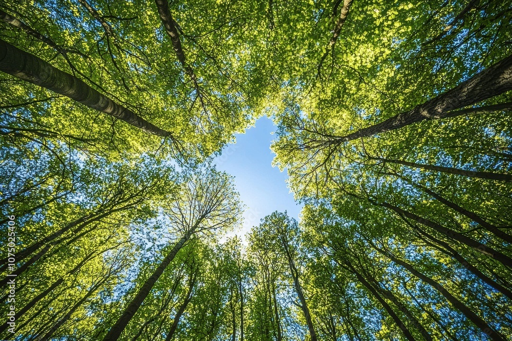 Fototapeta premium Sunlight filtering through green canopy of tall trees in forest