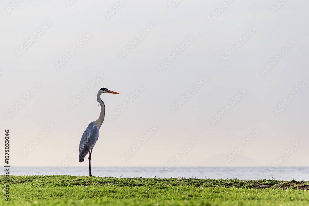 Fototapeta premium Garza en la Isla de Paquetá - Rio de Janeiro, Brazil