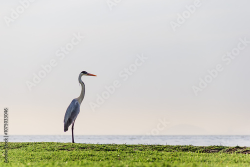 Garza en la Isla de Paquetá - Rio de Janeiro, Brazil photo