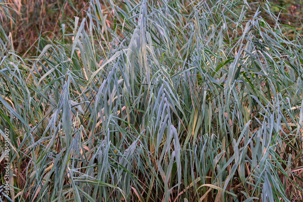 Schillf im Herbst an einem kleinen Fluß Schillf im Herbst an einem kleinen Fluß