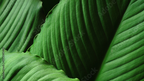 Close-up macro nature exotic bright green leave texture tropical Jungle plant abstract background.Curve leaf floral botanical desktop wallpaper,website cover backdrop.
