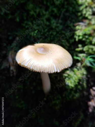 mushroom in the forest