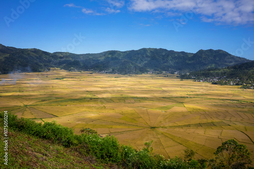 Expansive golden rice fields forming unique geometric patterns, set against the backdrop of mountains in Flores, Indonesia, under a bright blue sky