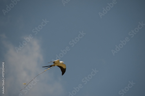 Swallow-tailed Kite in flight with nesting material in Costa Rica photo