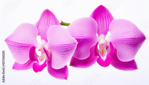 Orchid pink on white background isolated. Beautiful flower.