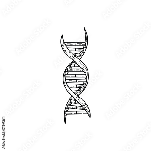 DNA structure drawing sketch artwork hand drawn illustration