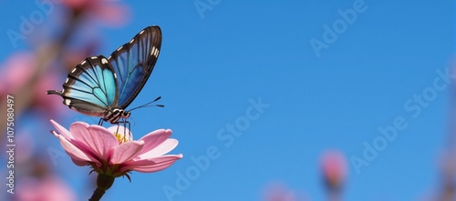 A blue-and-pink butterfly rests on a pink flower against a blue sky backdrop photo