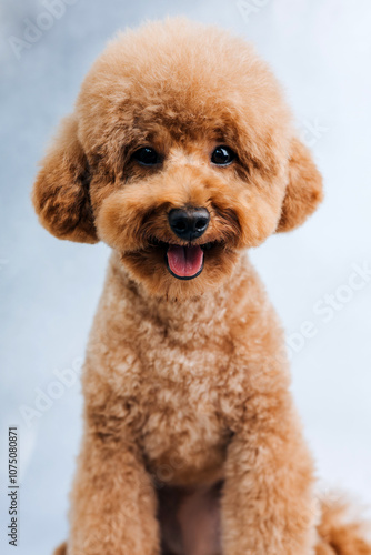 A small beautiful red poodle on a light gray background. Close up pet portrait. Front view