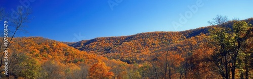 Vibrant autumn colors illuminate the Ozark Mountains under a clear blue sky in a stunning landscape