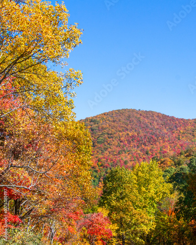 A telephoto view of a mountain top framed by vibrant red, yellow, and green trees along the Cherohala Skyway at the Turkey Creek Overlook in Tennessee. Vertical photo