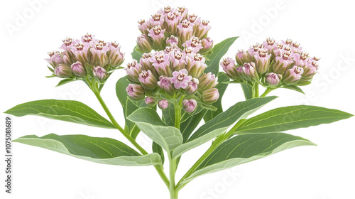 Purple milkweed cluster, vibrant green leaves, pale lavender flowers, botanical illustration, elegant composition Isolated on white background or PNG